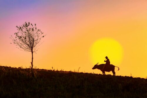 Een jongen berijdt een buffel bij zonsondergang