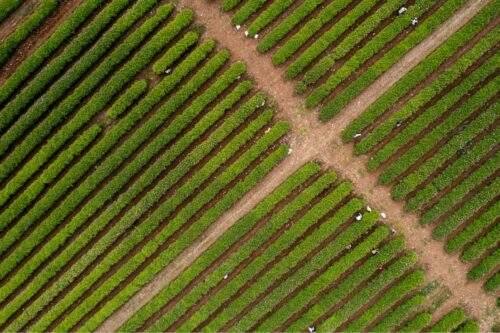 Luchtfoto van tabaksplantage